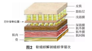 软组织解剖组织学层次