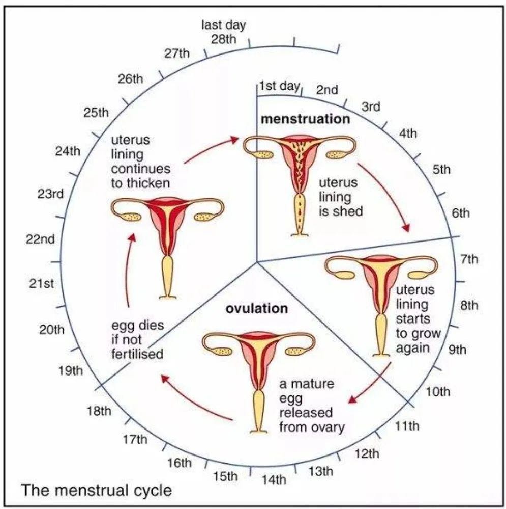 menstrual cycle