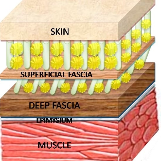 superficial fascia