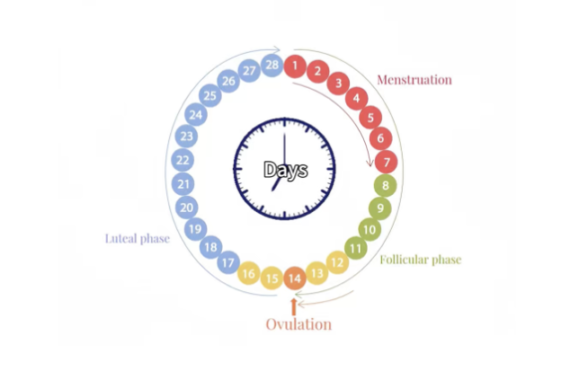 Fertility acupuncture Auckland